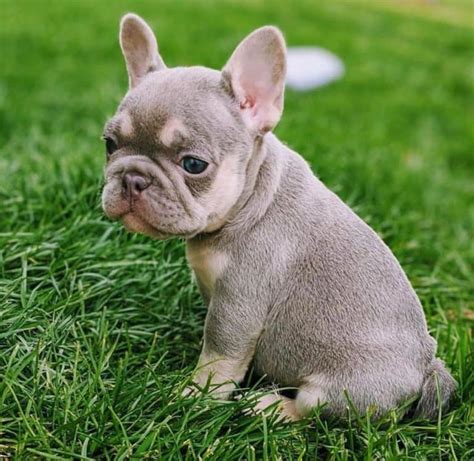 Affordable french bulldog puppies for sale - French Bulldogs are quite special dogs. They have narrow hips that make natural reproduction difficult, so they have to be artificially inseminated, and pups need to be delivered by C-section. There is more work and skill involved for French Bulldog breeders in Albuquerque, which leads to higher prices.
